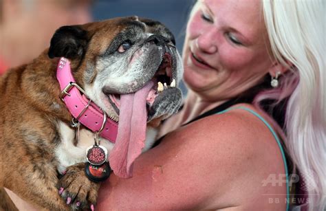 「世界一醜い犬」のブルドッグ急死、先月コンテストで優勝 米 写真2枚 国際ニュース：afpbb News