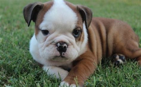 Miniature english bulldog and miniature bull terrier puppies. Miniature English Bulldog Puppies For Sale | Jacksonville ...