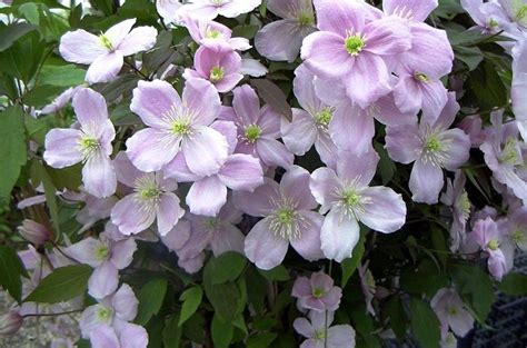 Description, photos, references, ratings, reviews, gardens growing and nurseries selling the 'montana rubens' clematis. CLEMATIS MONTANA RUBENS SUPERBA SMALL SPRING FLOWERING ...