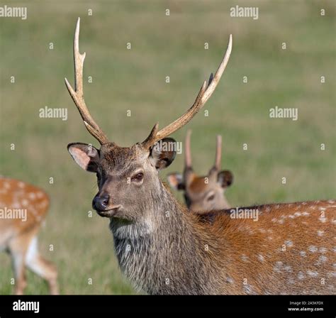 Male Formosan Sika Deer Cervus Nippon Taiouanus Stock Photo Alamy