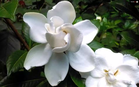 Biały Kwiat Gardenia Zdjęcia