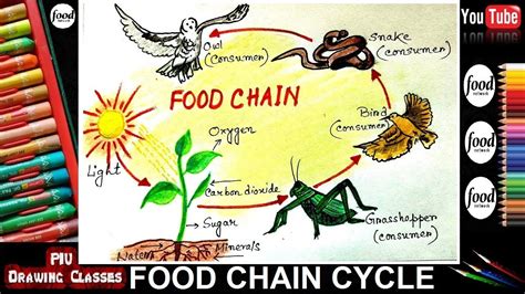 Food Chain Cycle Diagram Draw In Perfect Way I How To Draw Food Web