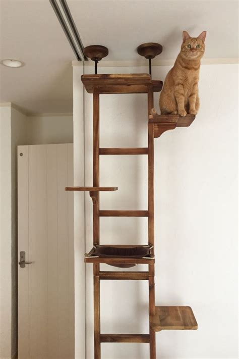 There are like hundreds of cat shelf ideas on the web to help. This cat climbing tree looks like a ladder and offers a ...