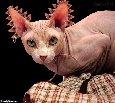 Sphynx Cat With Deformed Ears Animal Pictures Sphynx Cat Animals