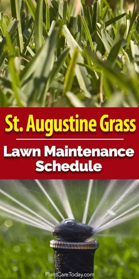 St Augustine Grass Care Florida Fertilizer Lawn Maintenance Schedule