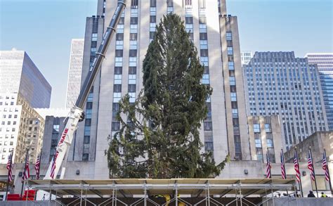 Rockefeller Christmas Tree In New York City Gets Mocked And Compared To