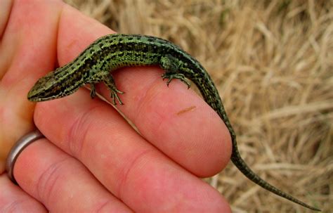 Green Common Lizards Reptiles And Amphibians Of The Uk Forum Page 1