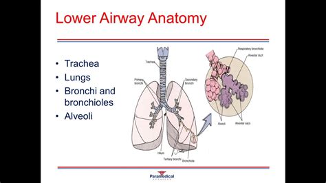 Anatomy And Physiology Part 2 Respiratory System Youtube