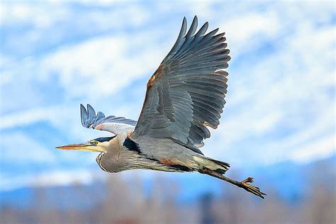 Herons Are Flying At Metcalf Refuge