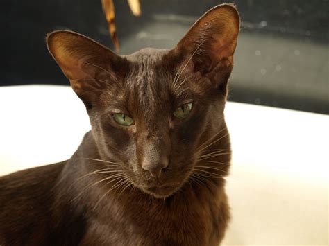 Siamese cats are brilliant.they are social, vocal and love interaction, communication and companionship. Addison Siamese Havanah cat older 50066 | Pete Riches | Flickr