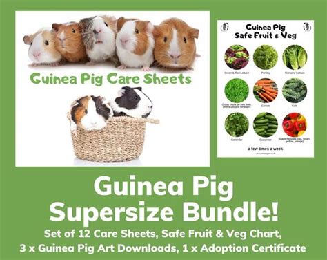 Guinea Pig Food List Printable Food And Recipe Reference