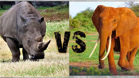Elephant Vs Rhino हिंदी Comparison Youtube