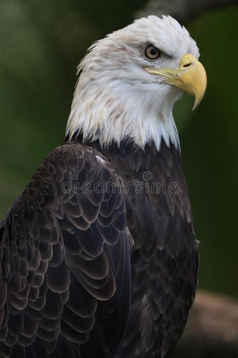The American Freedom Fighter Stock Photo Image Of Power Wildlife