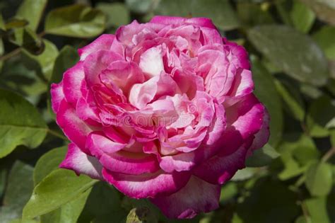 Close Up Giant Deep Pink Portland Damask Rose Also Called Rosa De Rescht Stock Image Image Of