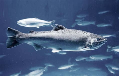 Atlantischer Lachs Der König Aller Wanderfische Simfischde