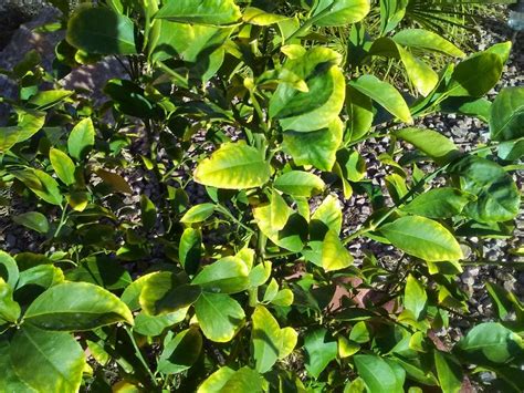 Severe infestations may cause leaf drop (browning et al. Xtremehorticulture of the Desert: What is Causing Citrus ...