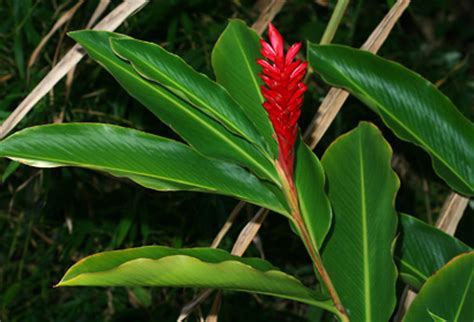& free fedex 1 or 2 business day shipping! Alpinia purpurata - Red Ginger - Hawaiian Plants and ...