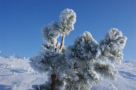 Free Images Tree Nature Outdoor Branch Mountain Snow Cold