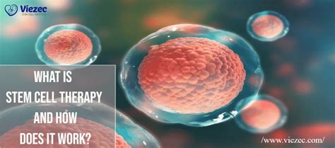 What Is Stem Cell Therapy And How Does It Work