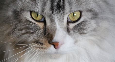 11 Cat Breeds That Love Water Who Knew Katzenworld