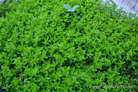 Easy Ground Cover Plants You Can Grow Ground Cover Plants Ground