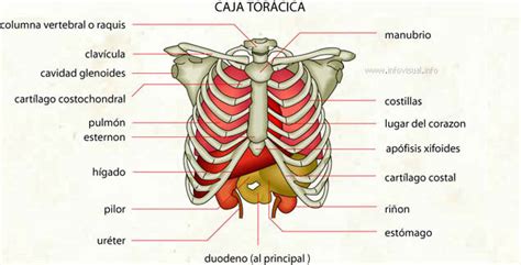 Caja Torácica Diccionario Visual Didactalia Material Educativo