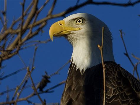 This Wild Bald Eagle Likes To Visit The Zoo Orange County Register