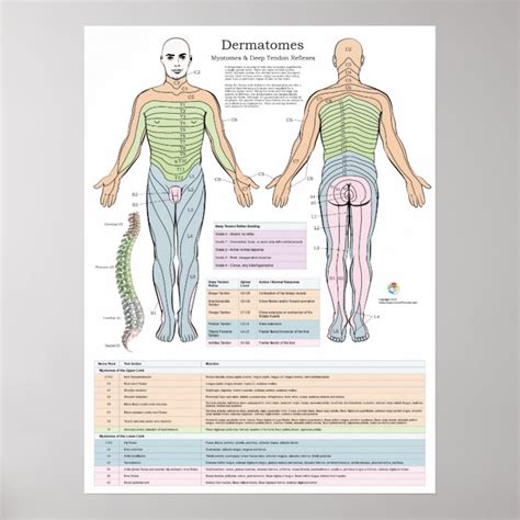 Dermatomes Myotomes And Dtr Poster Chiropractic Au Porn Sex Picture