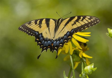 Eastern Tiger Swallowtail Female Papilio Glaucus Flickr