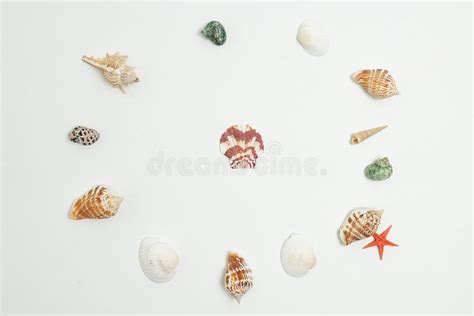 Round Frame Of Sea Shells Flat Lay On White Background With One Shell