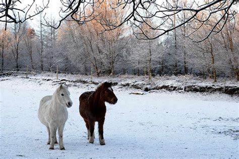 Snowy Scenes Show A Magical Cannock Chase Express And Star