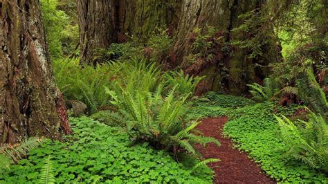 Green Plants And Trees Covered Forest HD Nature Wallpapers | HD ...