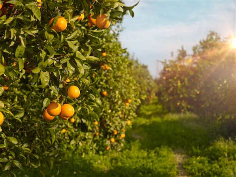 Best Fruit Orchard Stock Photos Pictures And Royalty Free Images Istock