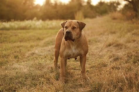 220 Unique Boerboel Names Ideas For Strong And Loyal Dogs Pet Keen