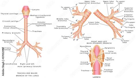 Fototapeta Trachea And Bronchi Trachea And Major Bronchi Of The Lungs