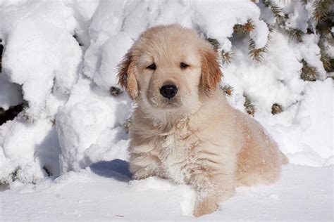 Golden Retriever Puppy Sitting In Snow Illinois Usa Photograph By