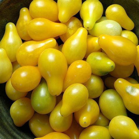 Tomato Mini Yellow Pear 10cm Garden World Nursery