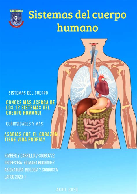 Los Sistemas Del Cuerpo Humano By Carrillokimberly Issuu