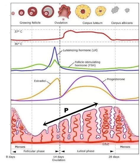 Grafik Dibawah Ini Menunjukan Dinamika Hormon Dalam Siklus Menstruasi