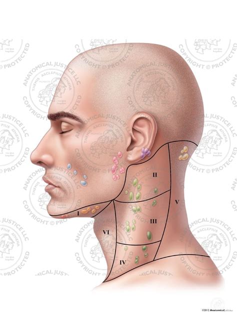 Head and neck anatomy is important when considering pathology affecting the same area. Male Left Lymph Nodes and Regions of the Neck - No Text