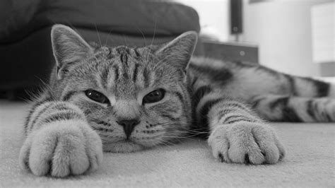 Gato en blanco y negro hd 1920x1080 - imagenes - wallpapers gratis