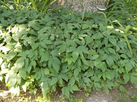 Durable and low maintenance, no green thumbs required! Future Plants by Randy Stewart: Aegopodium podagraria ...