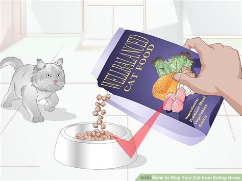 Can indoor cats still eat grass? 3 Ways to Stop Your Cat from Eating Grass - wikiHow