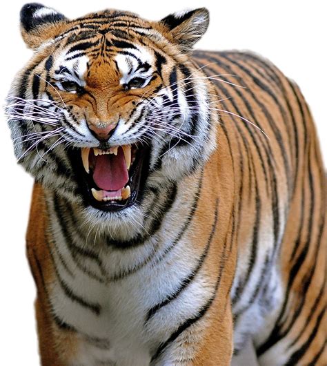 Tiger Images Png Hd