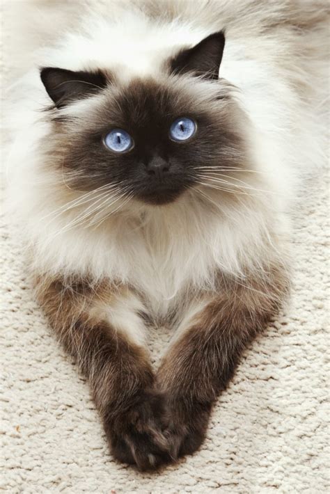 Are Himalayan Cats Hypoallergenic Allergy Management For You And Your