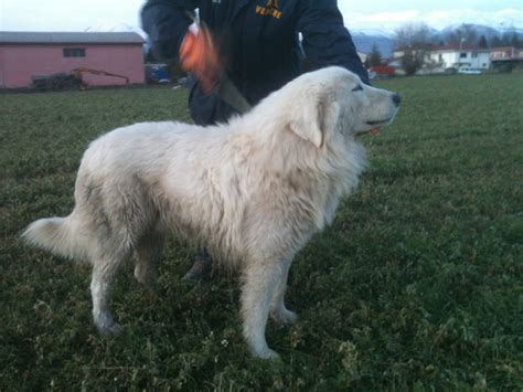 Eccezionali nel rapporto con i padroni ed i bimbi che. Pastore Maremmano-Abruzzese 457 - 222620