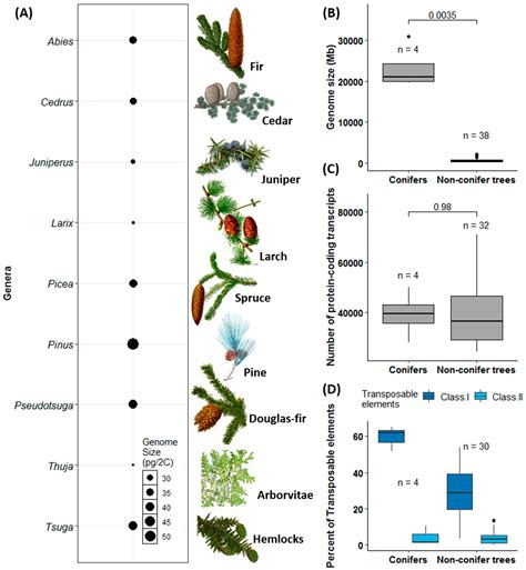 Genes Free Full Text Novel Insights Into Plant Genome Evolution And
