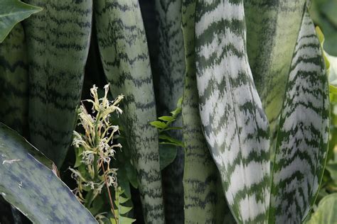 As gorgeous as it is, plumeria can be a bit tricky and isn't recommended for beginners. S is for Sansevieria's Sweet Smelling Flower | This plant ...