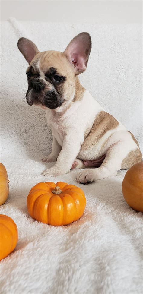 We focus on health, socialization and blue french bulldog puppies. French Bulldog Puppies For Sale Near Me Cheap