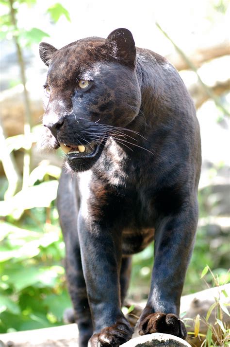 We did not find results for: Dieren Avatars Zwarte Panter » Animaatjes.nl